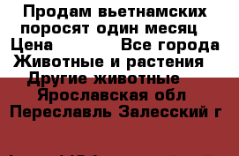 Продам вьетнамских поросят,один месяц › Цена ­ 3 000 - Все города Животные и растения » Другие животные   . Ярославская обл.,Переславль-Залесский г.